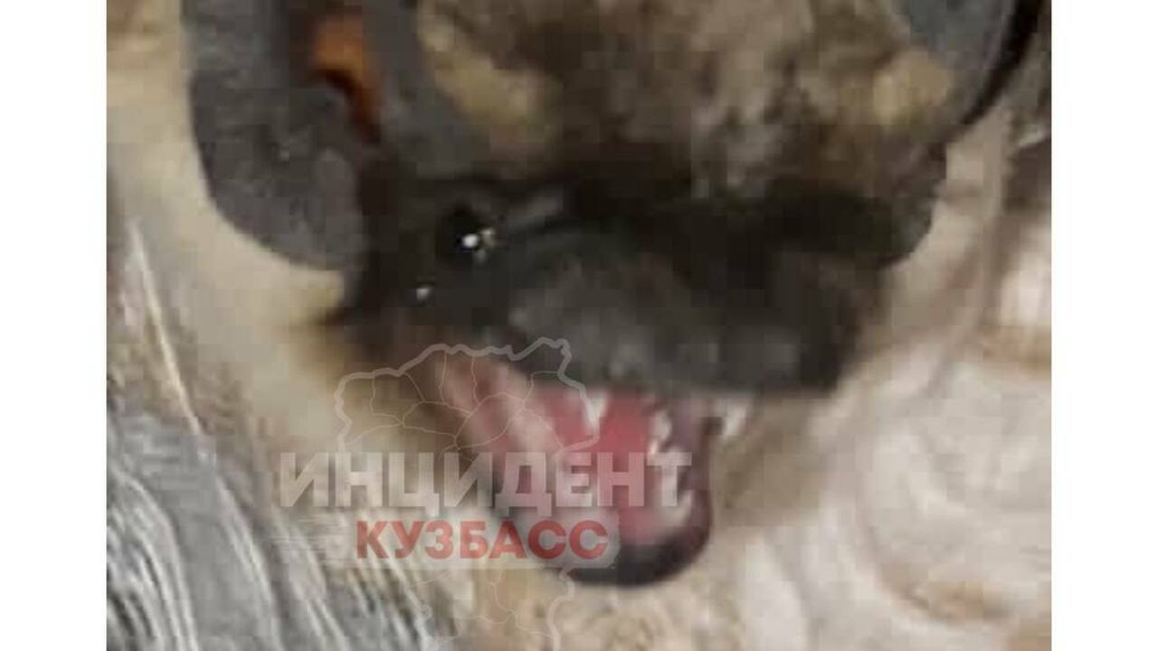 Летучую мышь обнаружили жители Кемерова у себя в квартире Летучую мышь обнаружили жители Кемерова у себя ...