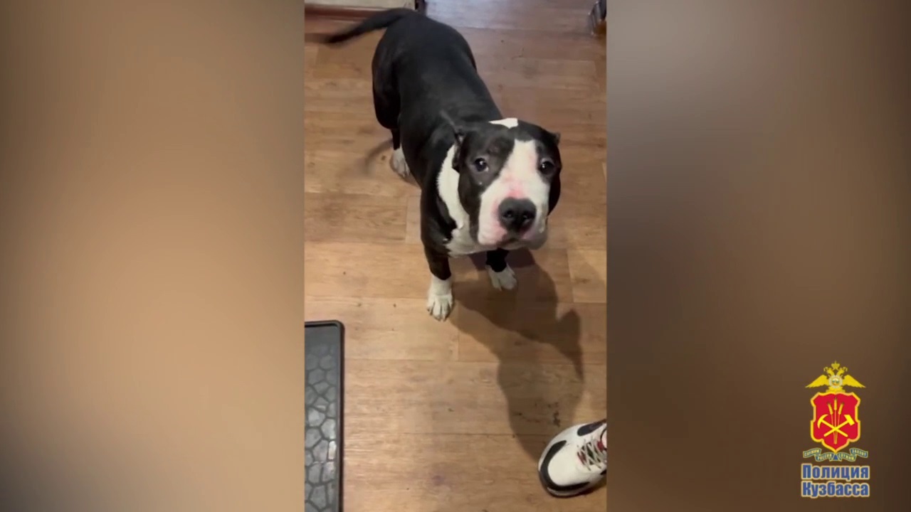 Жителю Новокузнецка вынесут приговор за избиение щенка 37‑летний новокузнечанин предстанет перед судом...