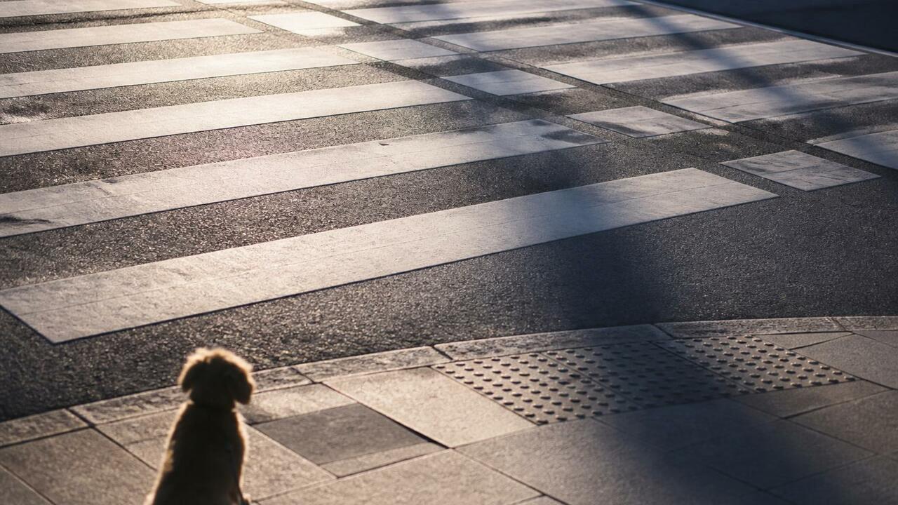 В Кемерове стая собак дисциплинированно перешла дорогу по пешеходному переходу Кемеровчане заметили, как стая бездомных собак ...