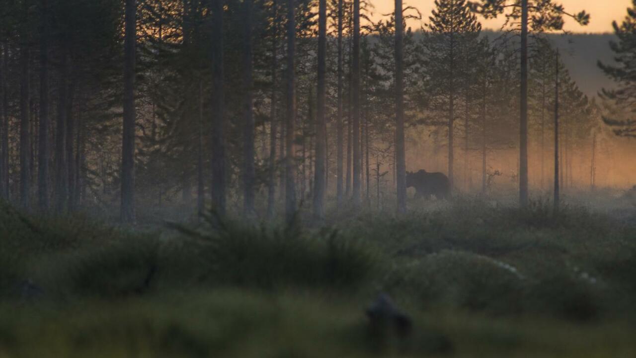 В Новокузнецке из-за медведей жителей просят вр...