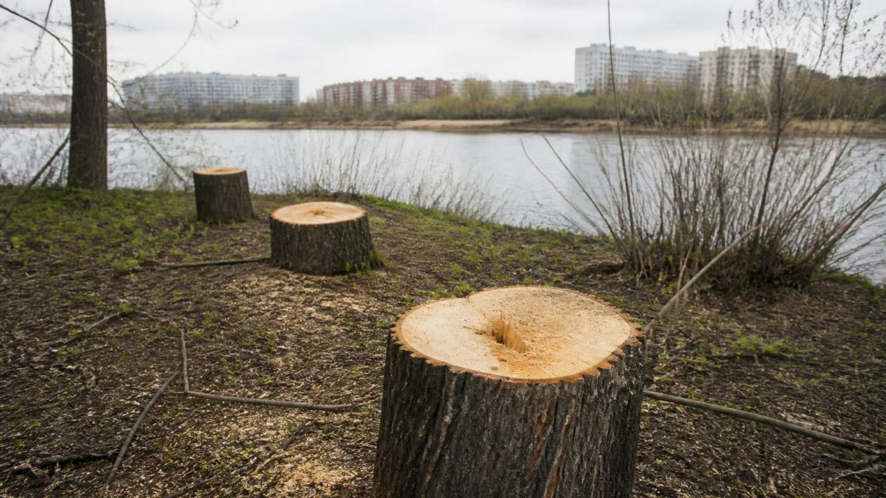 В центре Новокузнецка срубили не менее 12 тополей В центре Новокузнецка срубили не менее 12 стары...
