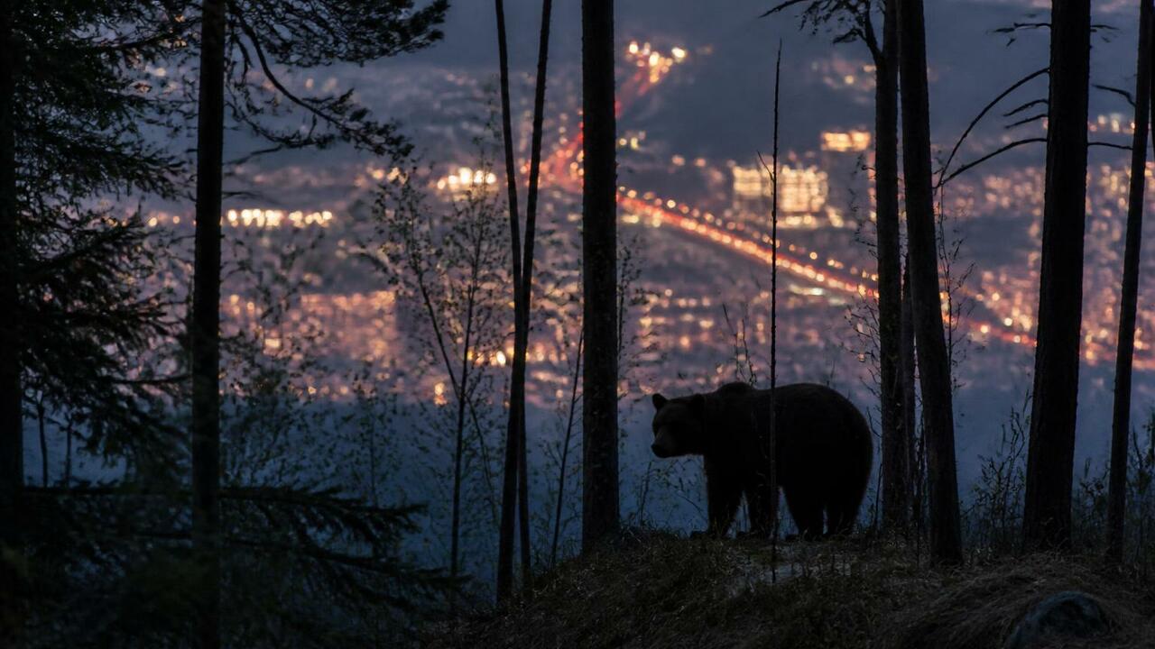 В Междуреченске отменили уличные праздники из-за медведей В Междуреченске из-за активности медведей отмен...