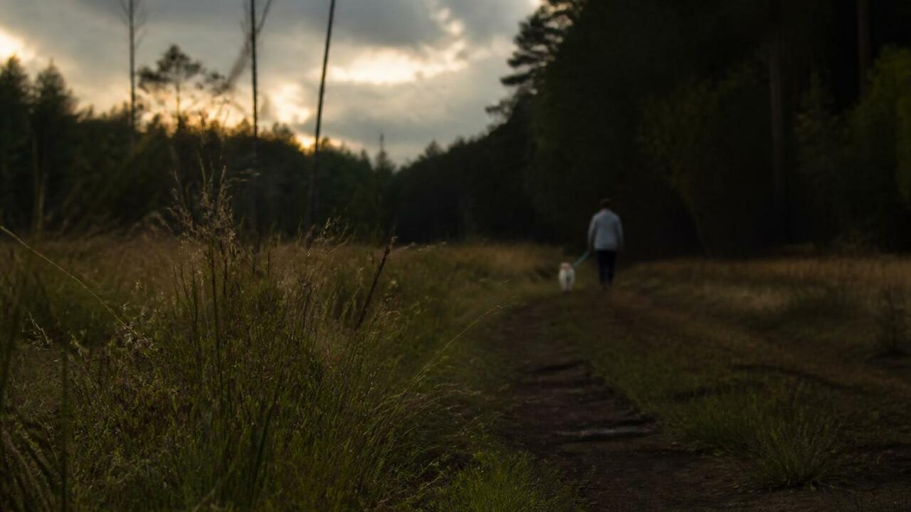 Лесная опушка на закате, размытая тропинка уход...