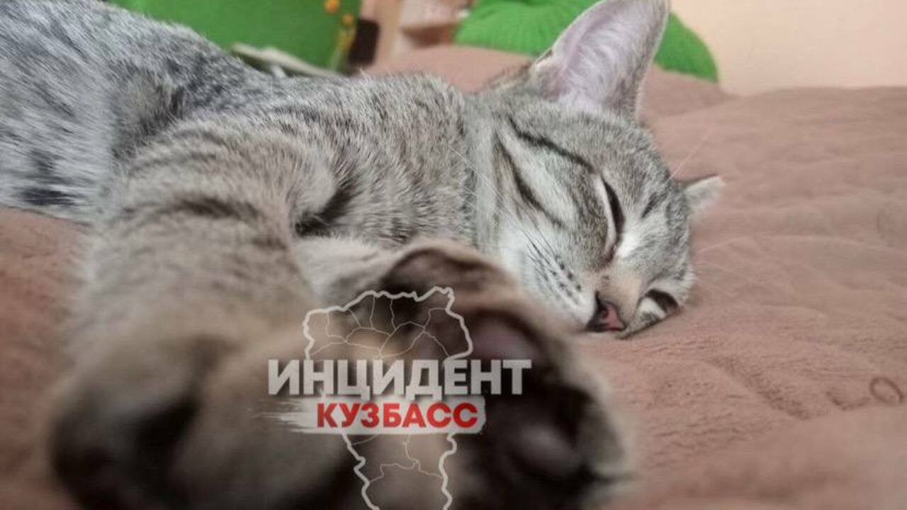 В Кемерове пристроили котенка, пострадавшего от рук живодерок В Кемерове удалось найти новый дом для котенка,...