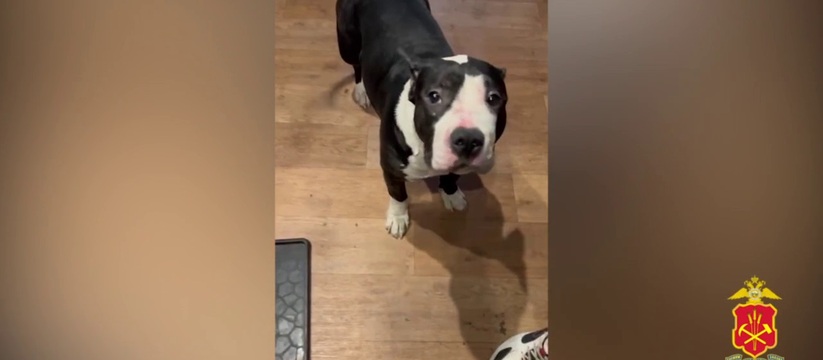 Жителю Новокузнецка вынесут приговор за избиение щенка 37‑летний новокузнечанин предстанет перед судом...