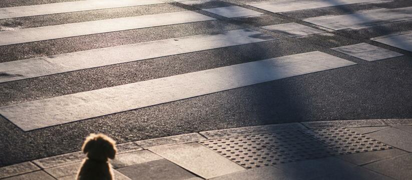В Кемерове стая собак дисциплинированно перешла дорогу по пешеходному переходу Кемеровчане заметили, как стая бездомных собак ...
