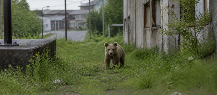 В Междуреченске медведь забрел в центр города и...