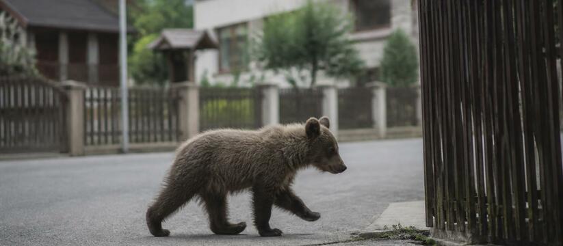 В центре Междуреченска заметили медвежонка. Тер...