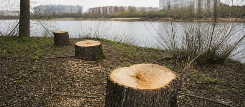 В центре Новокузнецка срубили не менее 12 тополей В центре Новокузнецка срубили не менее 12 стары...