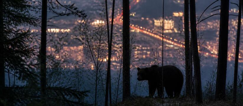 В Междуреченске из-за активности медведей отмен...