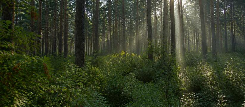 Кемеровские экоактивисты заявляют: Рудничный бор на грани гибели Экоактивисты Кемерова бьют тревогу: в Рудничном...