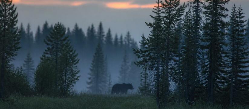 В Кузбассе ожидают, что медведи станут еще акти...