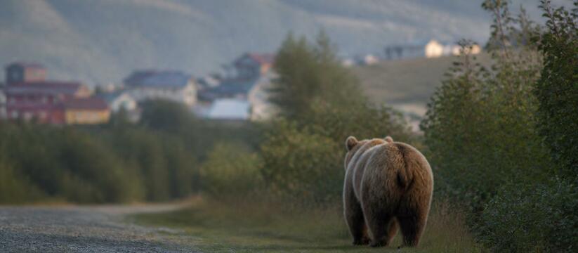В Кузбассе отказались от массового отстрела мед...