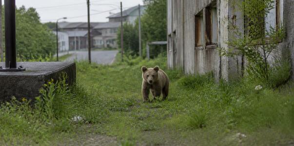 Медвежонок забрел в центр Междуреченска и напуг...
