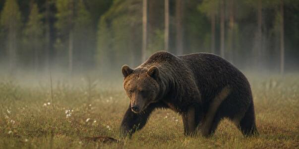 Россиянам объяснили, как вести себя при встрече...