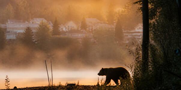 Медведи уйдут в спячку: когда закончится нашест...