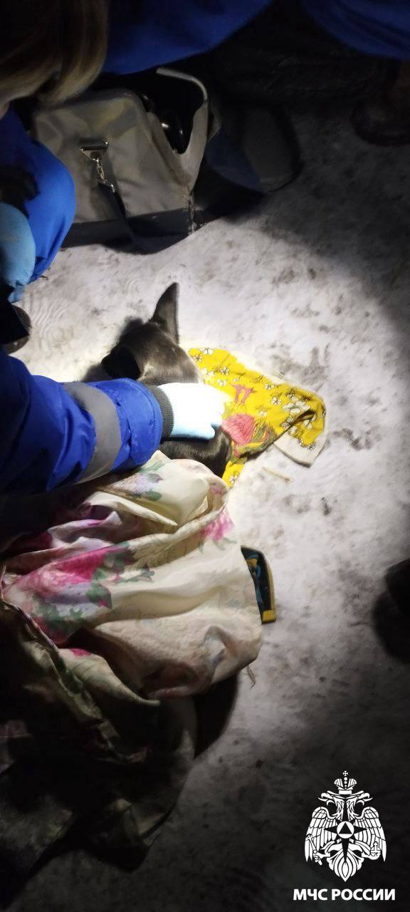 В Белово пожарные спасли собаку при пожаре в частном доме