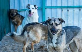 В Кузбассе приняли закон об эвтаназии бездомных...