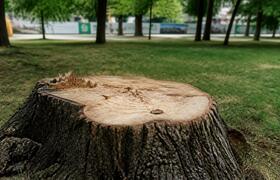 В парке Гагарина спилили дерево ради бегового ц...