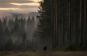 Медведи вышли к людям: режим повышенной готовно...
