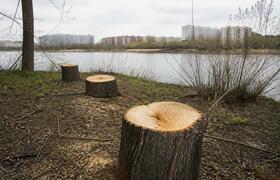 В центре Новокузнецка срубили не менее 12 тополей