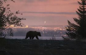 Медведи выходят в кузбасские города: власти уже...