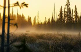 Слухи о медведе у кемеровской деревни Сухово не...