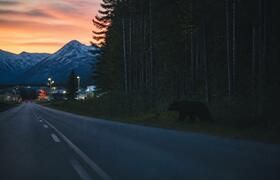 Медведи в Кузбассе: где чаще всего замечали хищ...